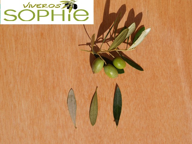 Variedad de olivo REAL  SEVILLANA